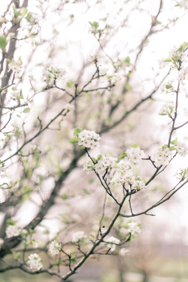 Image of a flowering spring tree in the Virginia countryside